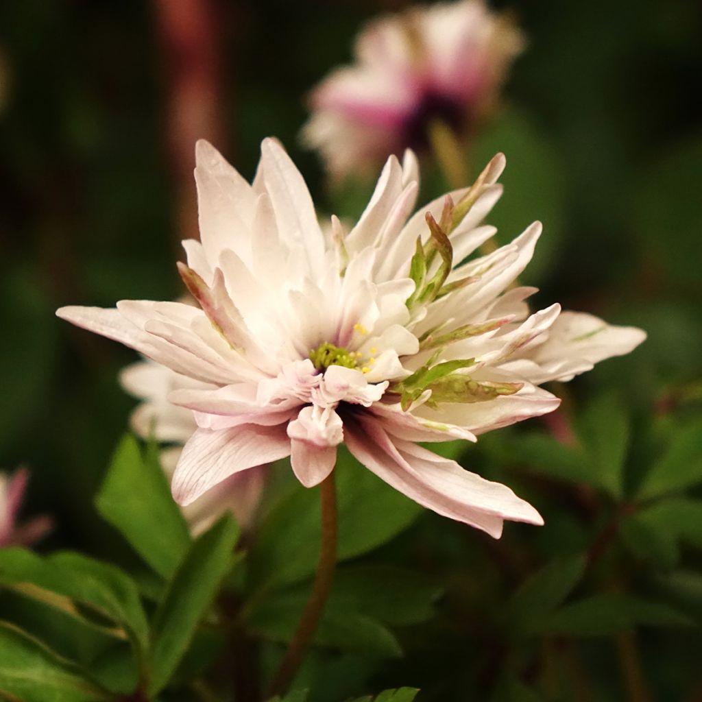 Anemone nemorosa Blue Eyes - Anémone des bois