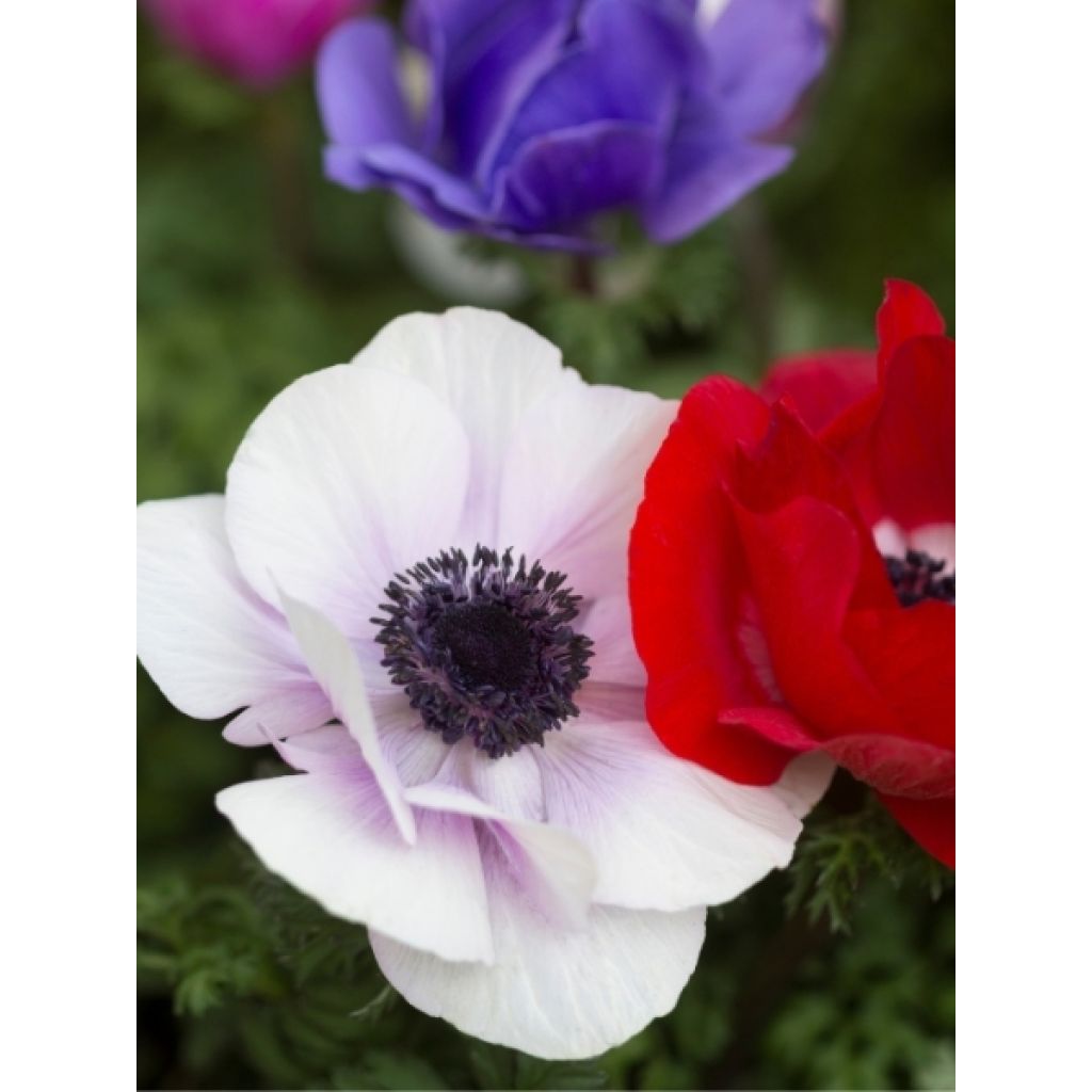 Anemone coronaria en mélange - Anémone de Caen