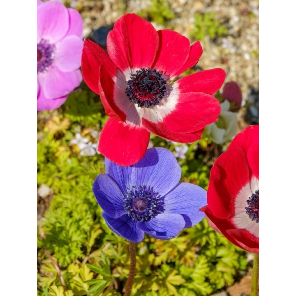 Anemone coronaria en mélange - Anémone de Caen