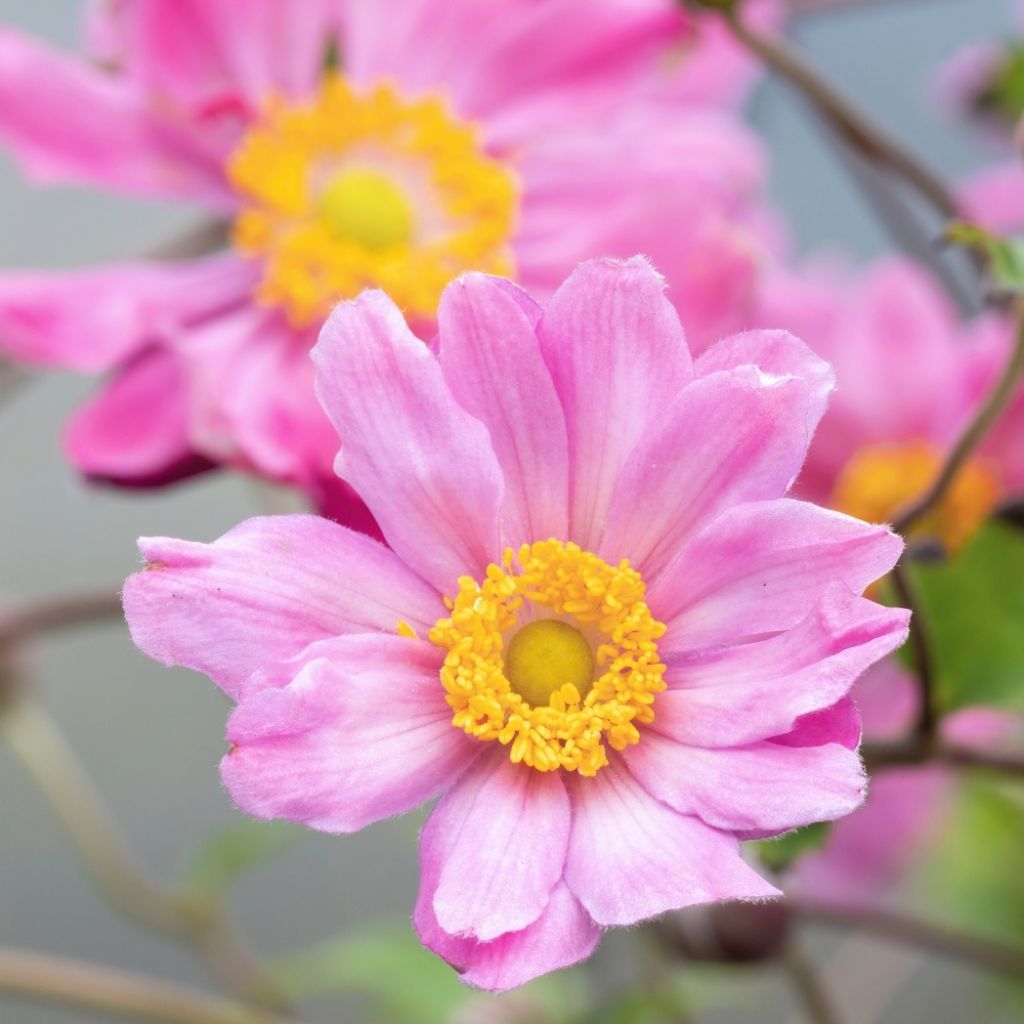 Anémone du Japon Pamina - Anemone hupehensis var. japonica