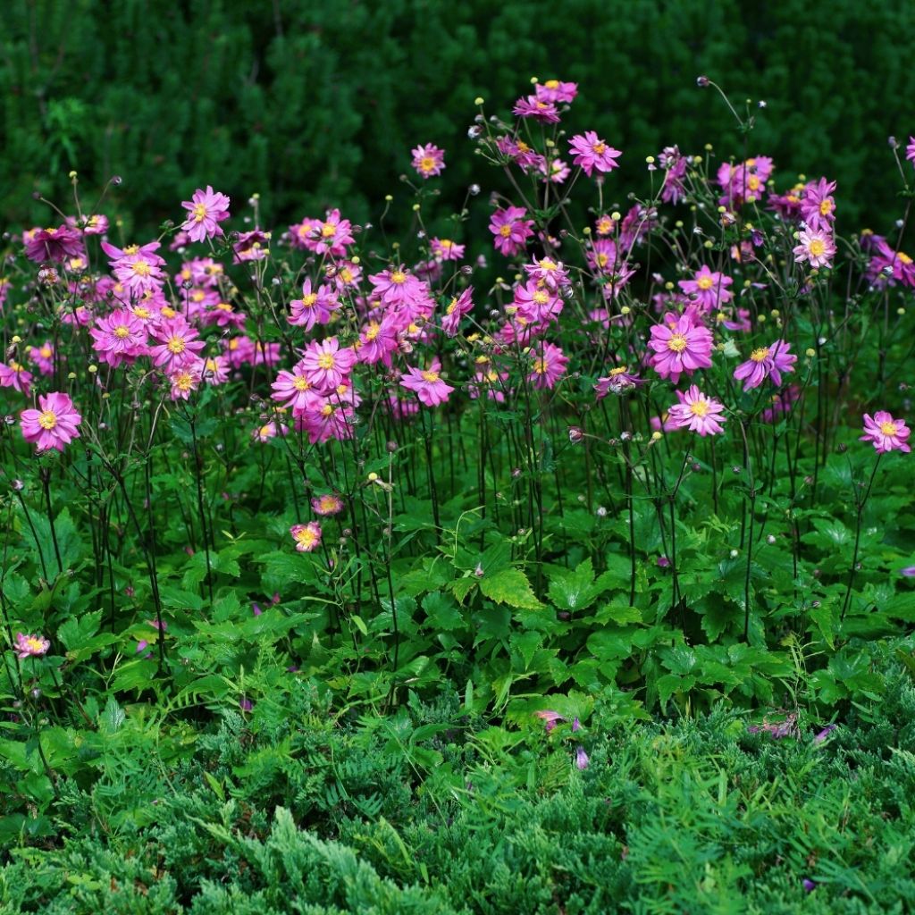 Anémone du Japon Pamina - Anemone hupehensis var. japonica