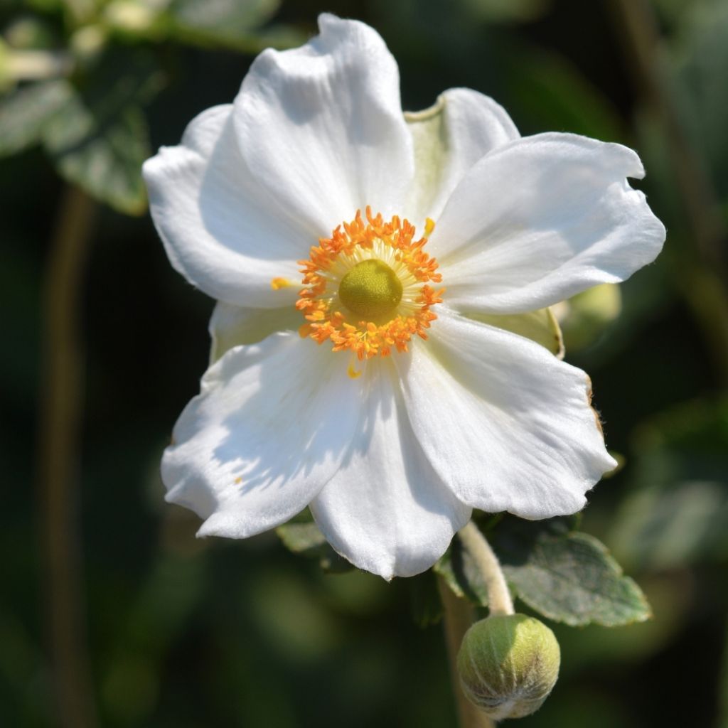 Anémone japonaise Honorine Jobert