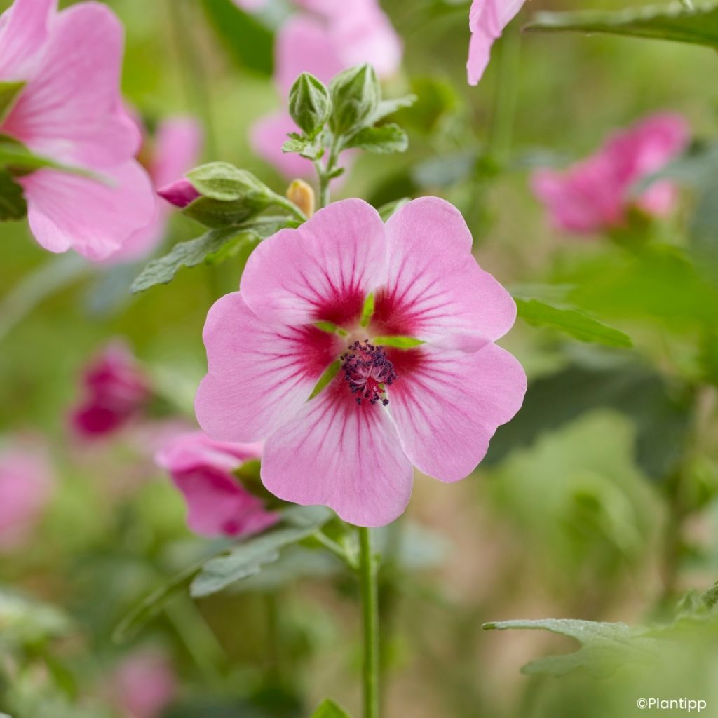 Anisodontea Carnival Lights Gala - Mauve du Cap