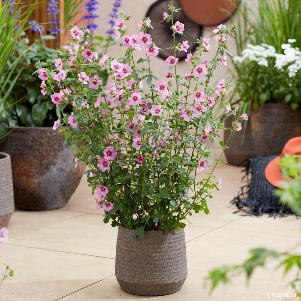 Anisodontea Carnival Lights Gala - Mauve du Cap