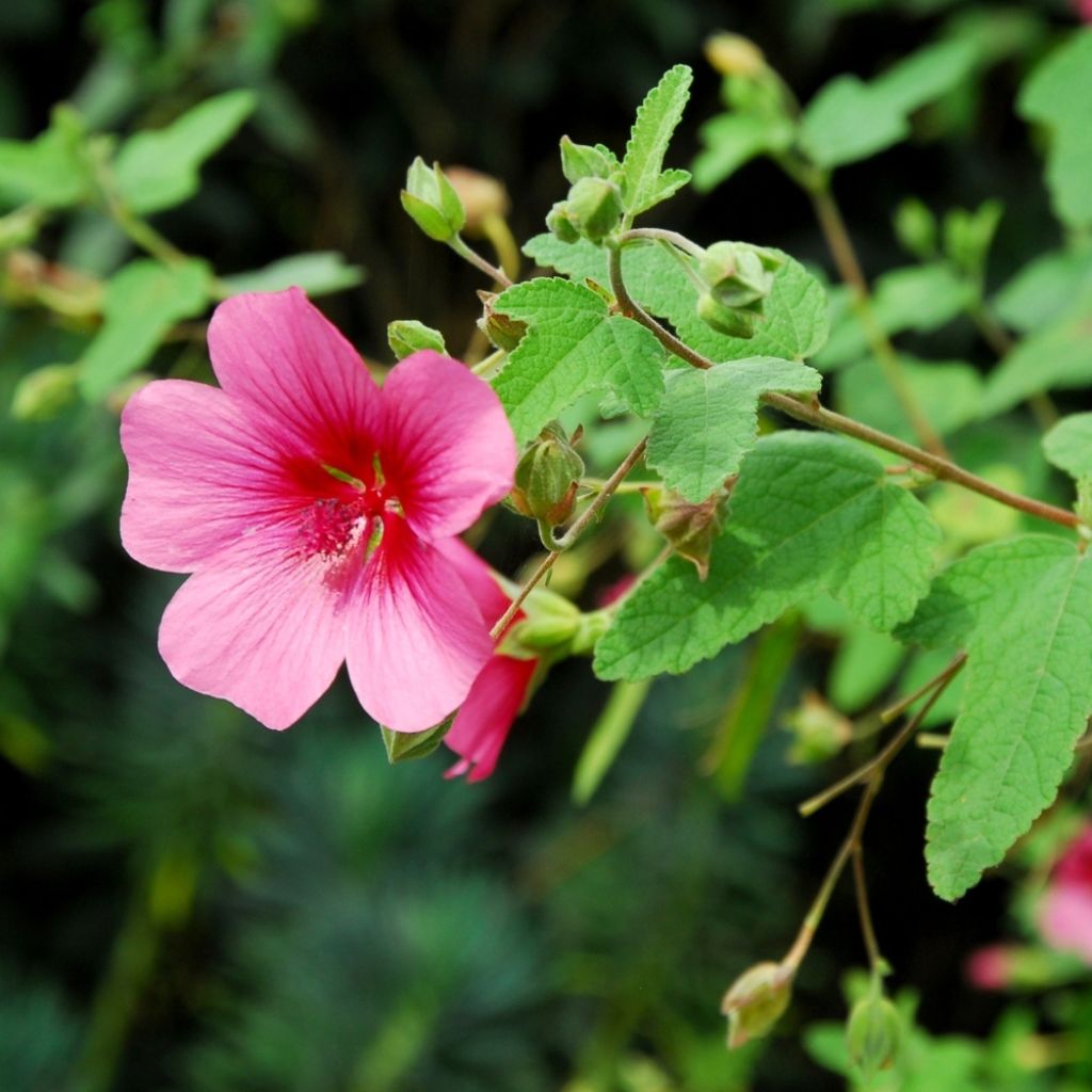 Anisodontea capensis El Rayo - Mauve arbustive du Cap