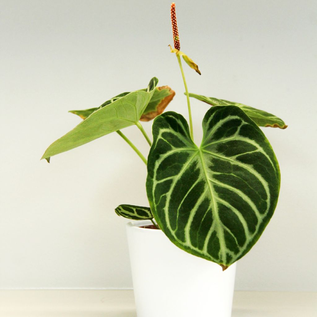 Anthurium Dorayaki