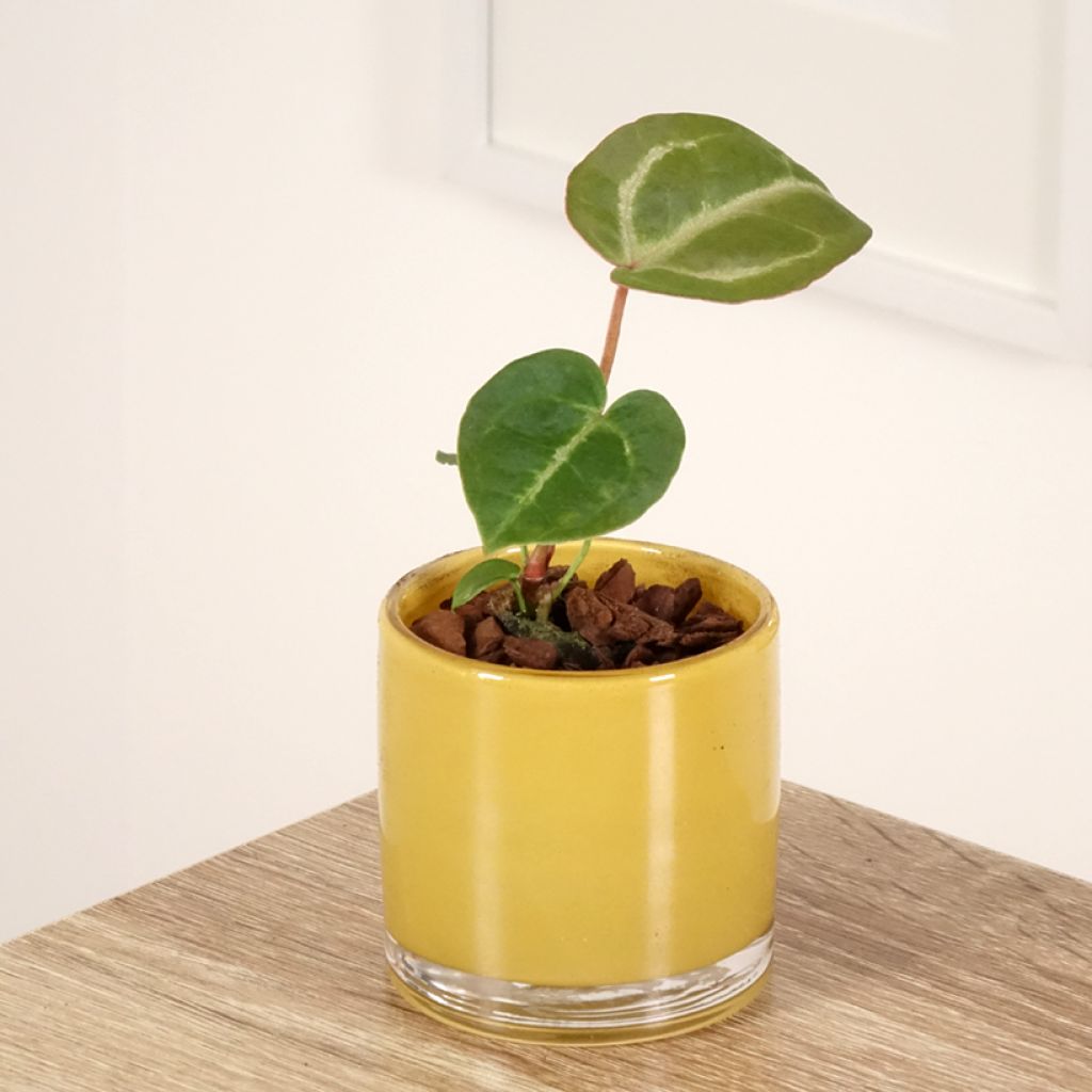 Anthurium Dorayaki x magnificum