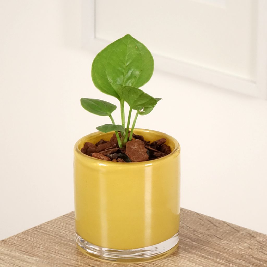 Anthurium jenmanii Green Jady