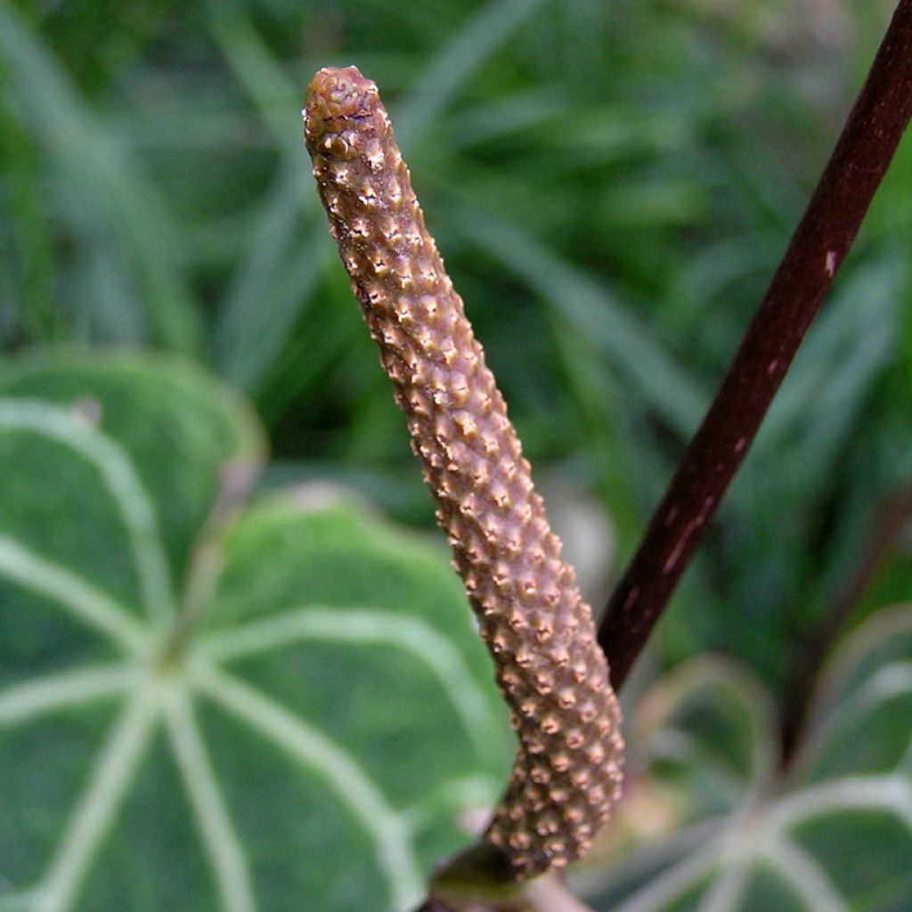 Anthurium magnificum