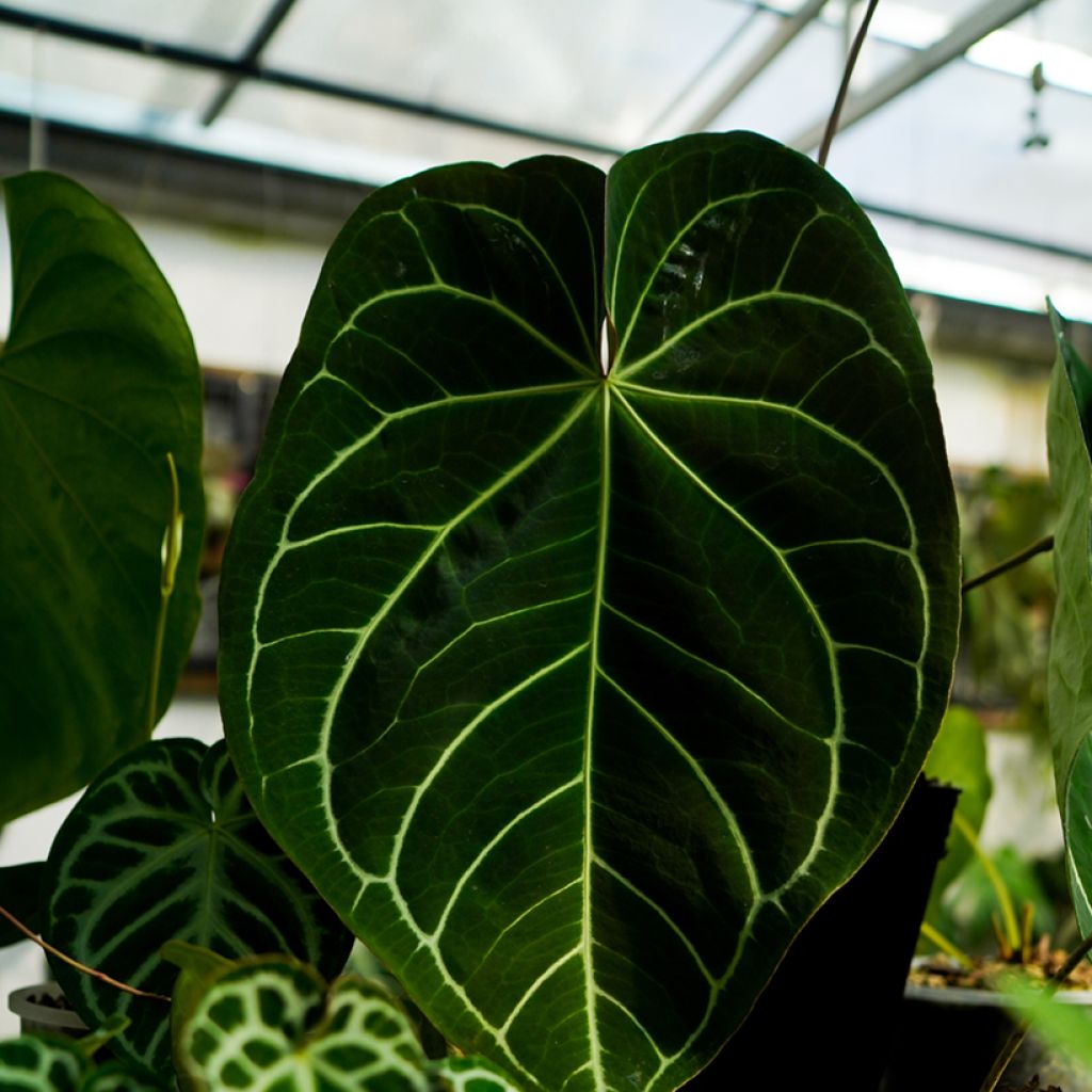 Anthurium magnificum