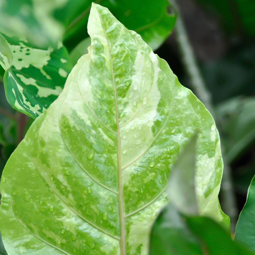 Anthurium Renaissance Variegata