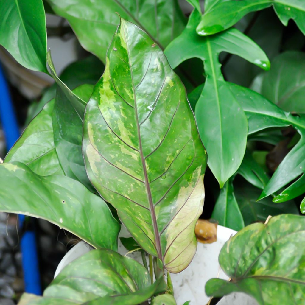 Anthurium Renaissance Variegata
