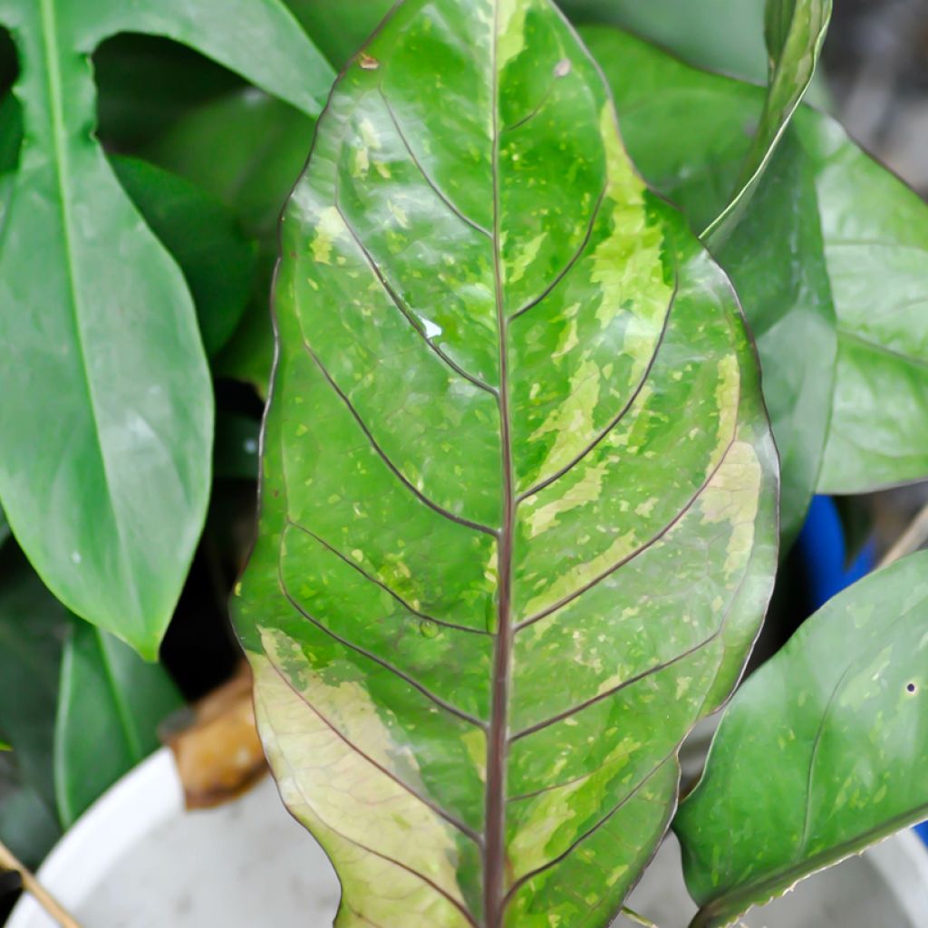 Anthurium Renaissance Variegata