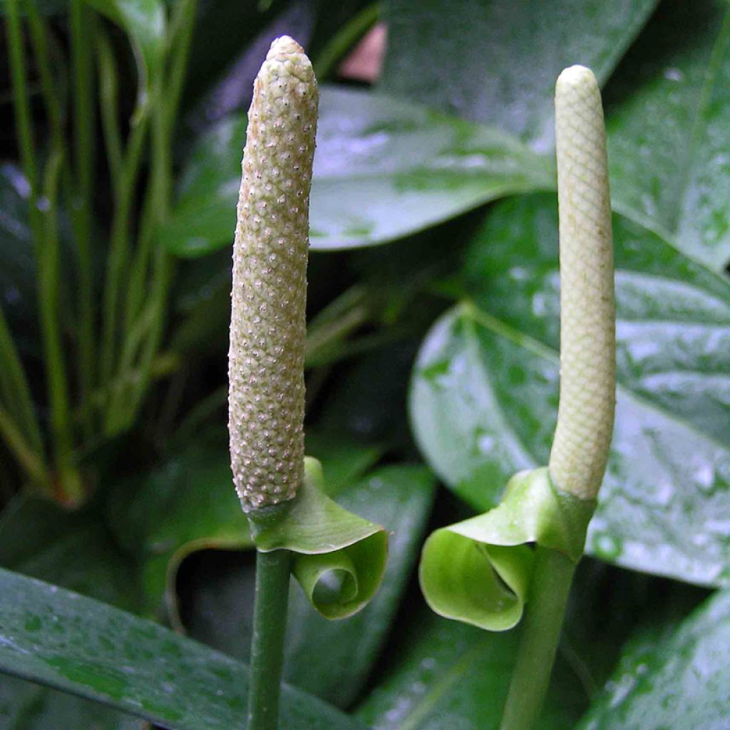 Anthurium bakeri