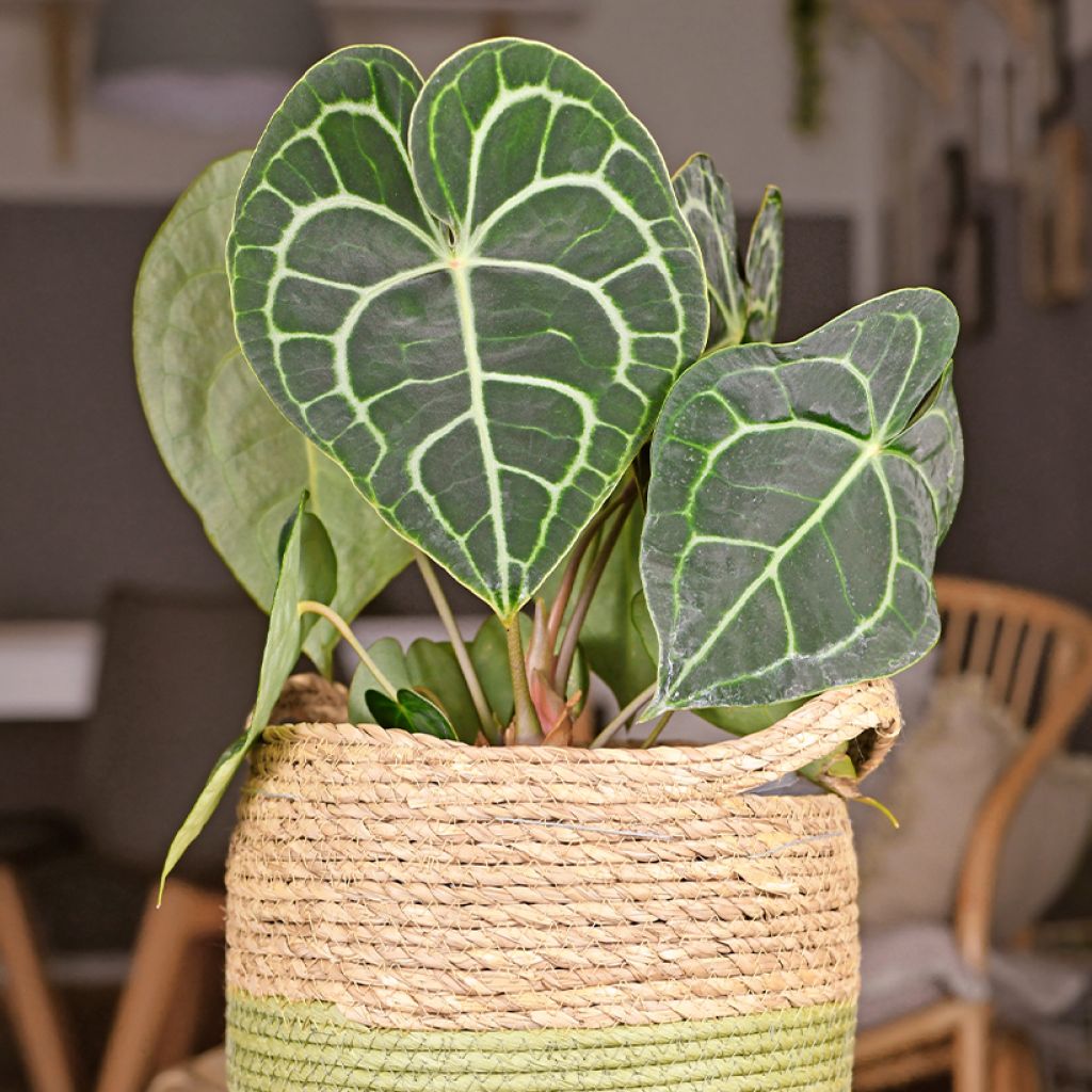 Anthurium clarinervium