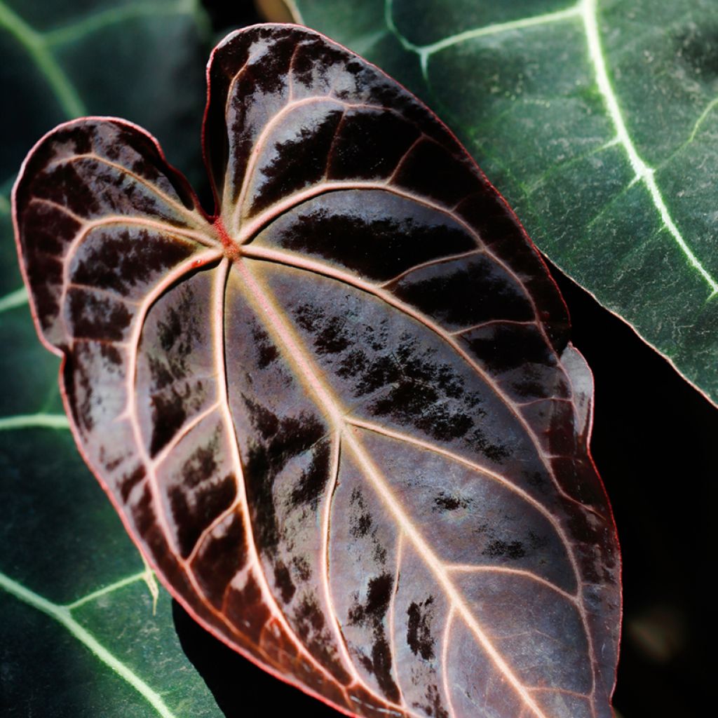 Anthurium crystallinum