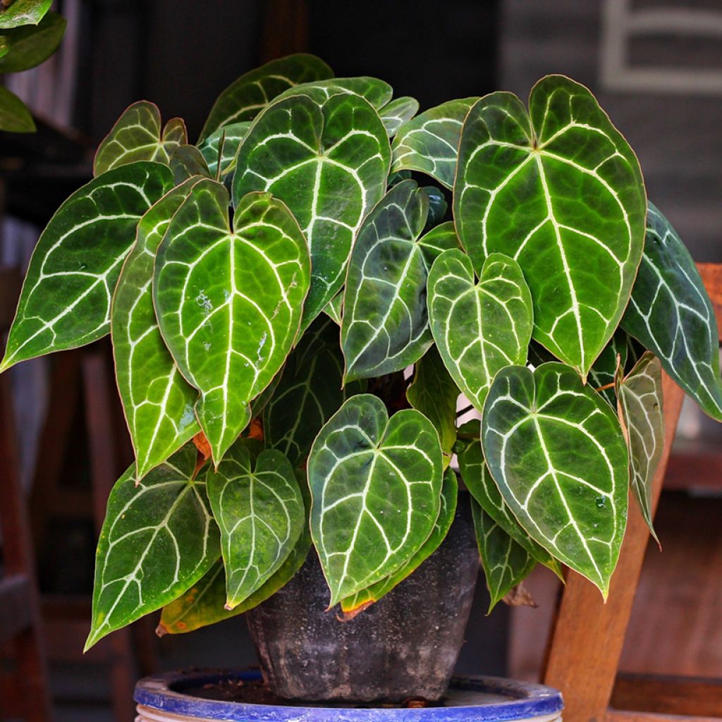 Anthurium crystallinum