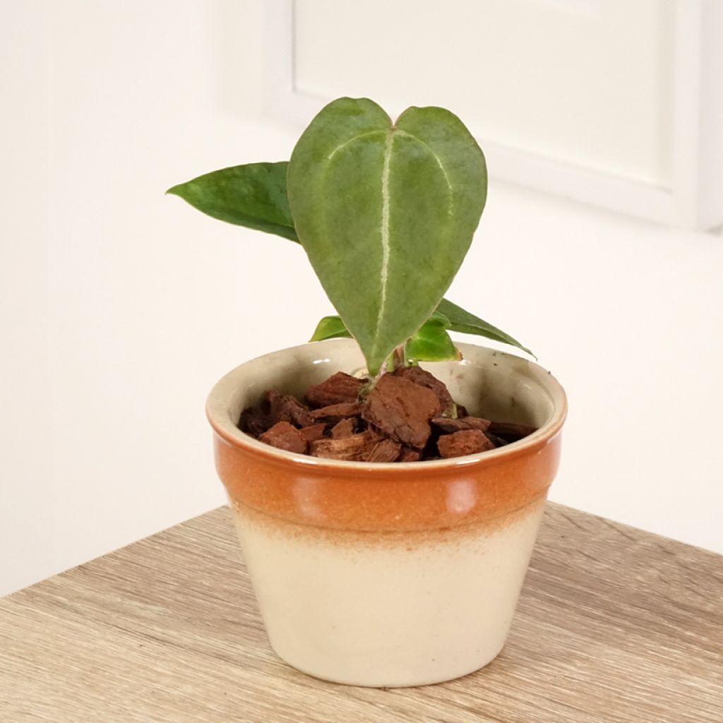 Anthurium forgetii