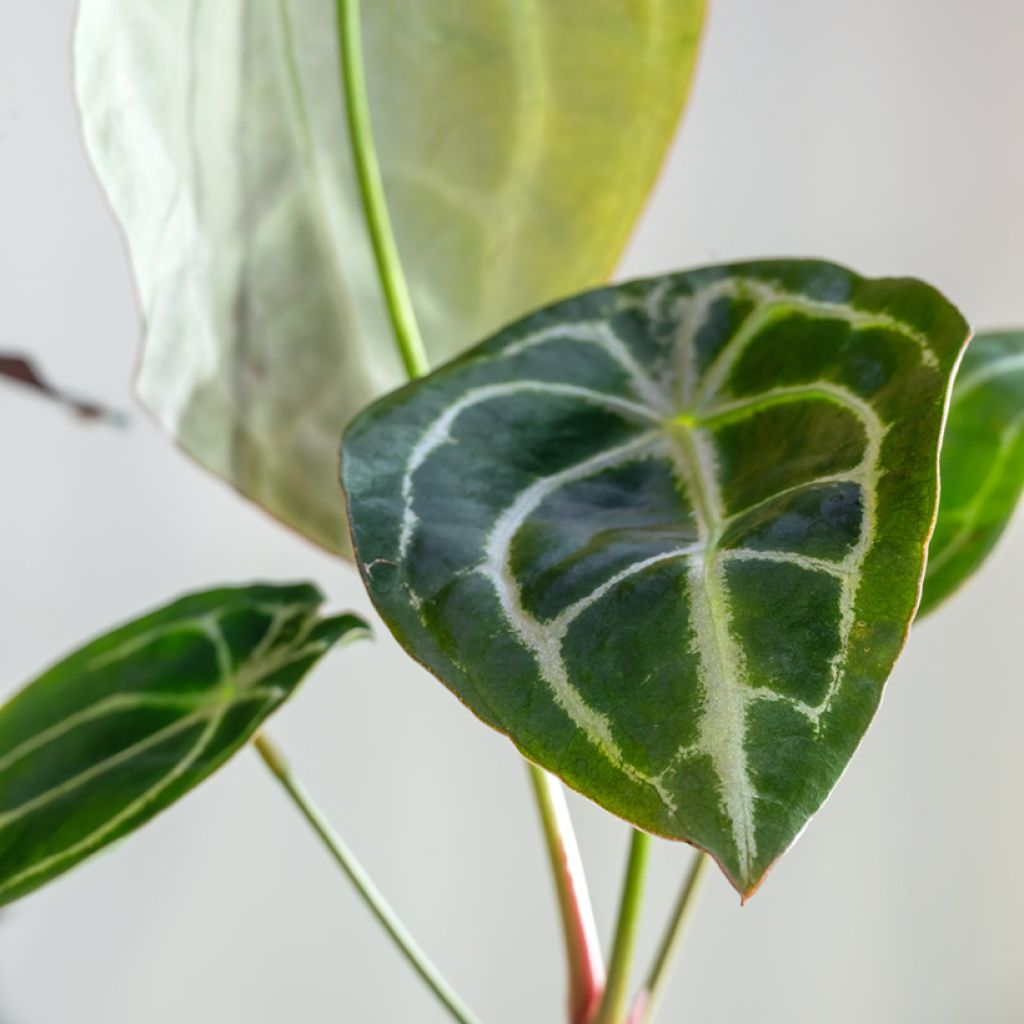 Anthurium forgetii