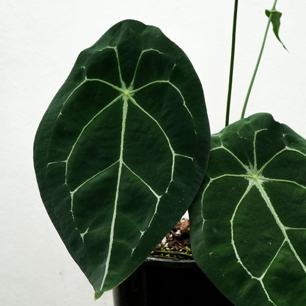 Anthurium forgetii