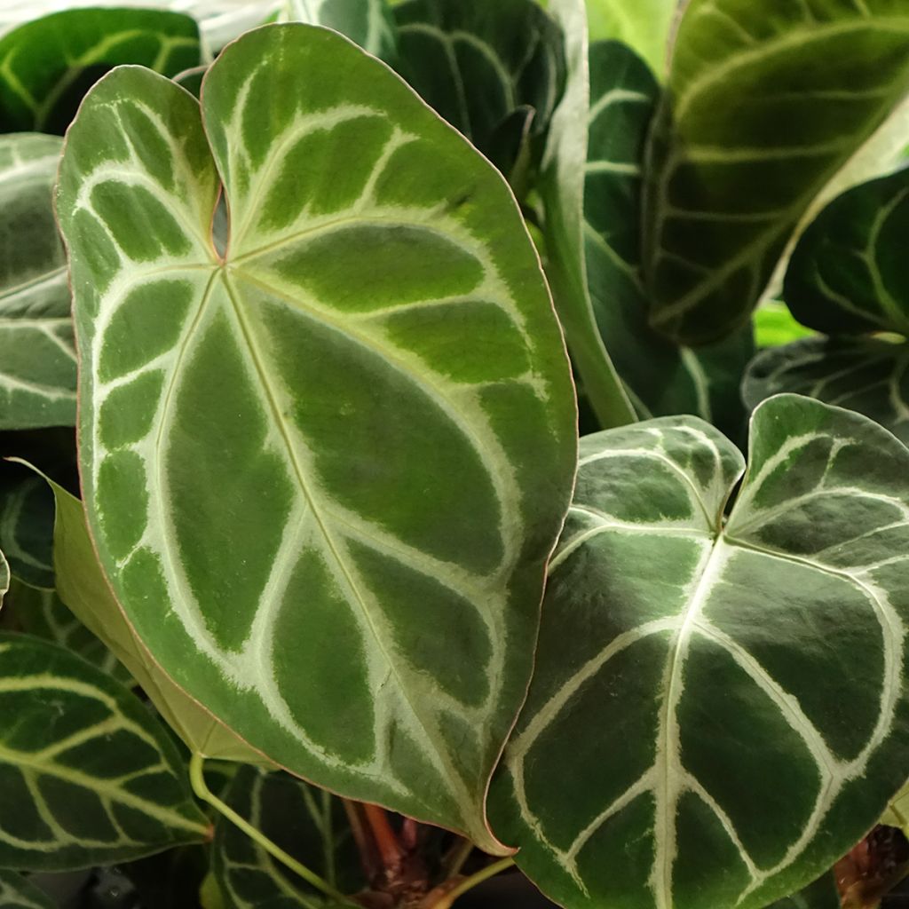 Anthurium magnificum
