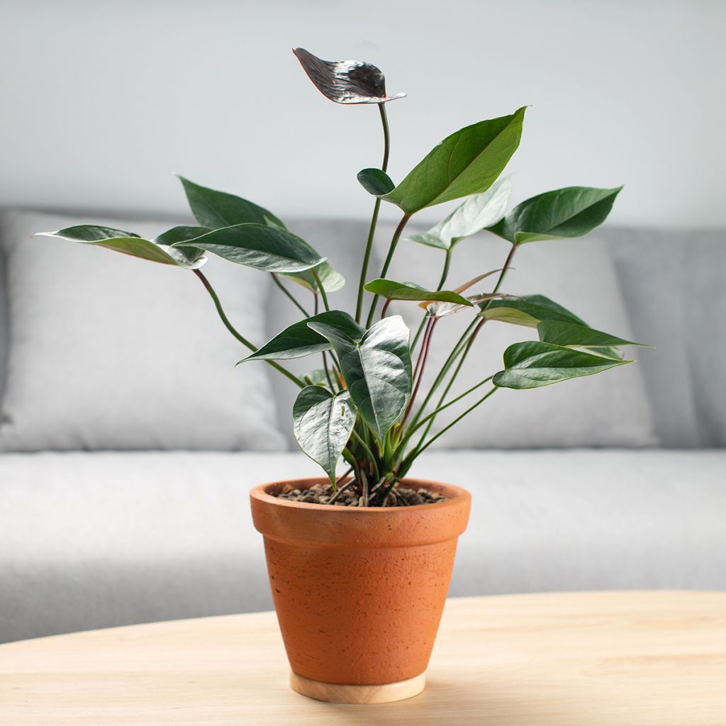 Anthurium Arrow