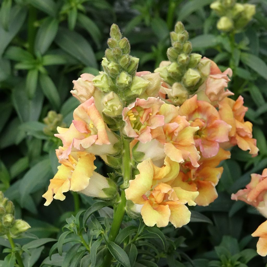 Graines de Muflier Sweet Duet Citrus - Antirrhinum majus