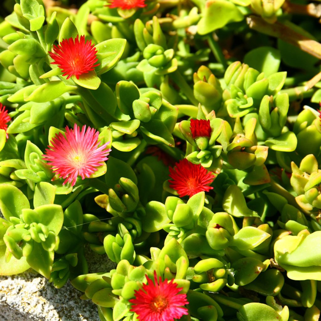 Aptenia cordifolia - Ficoide ou Apténie à feuilles en coeur