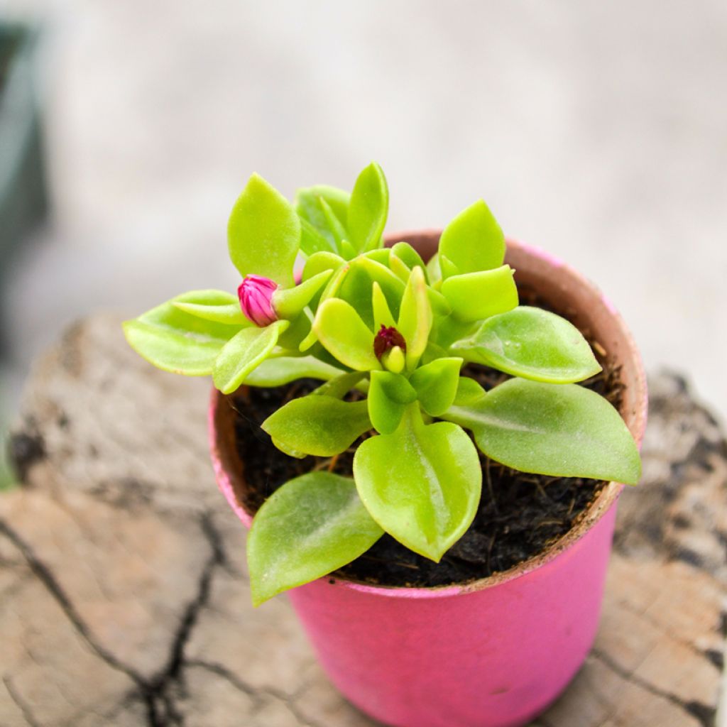 Aptenia cordifolia - Ficoide ou Apténie à feuilles en coeur