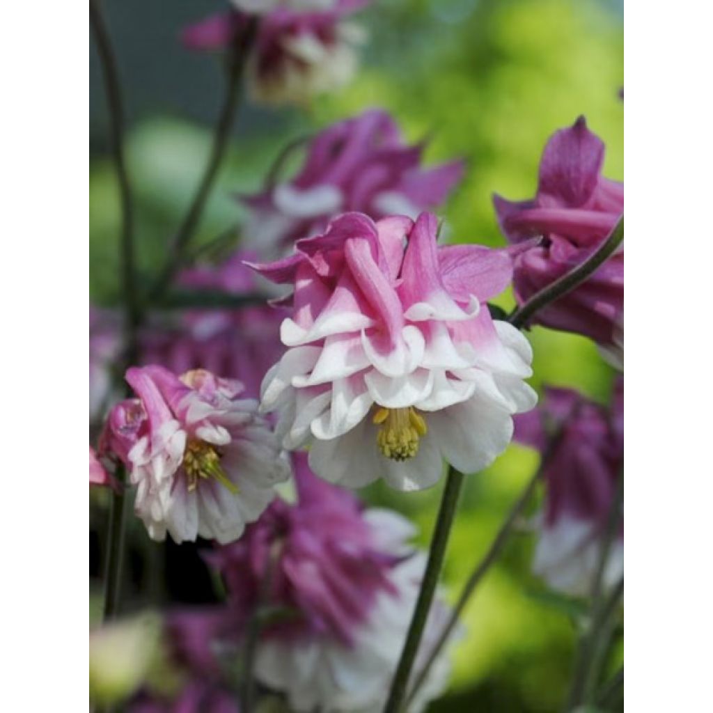 Graines d'ancolie des jardins Pink Petticoat - Aquilegia vulgaris