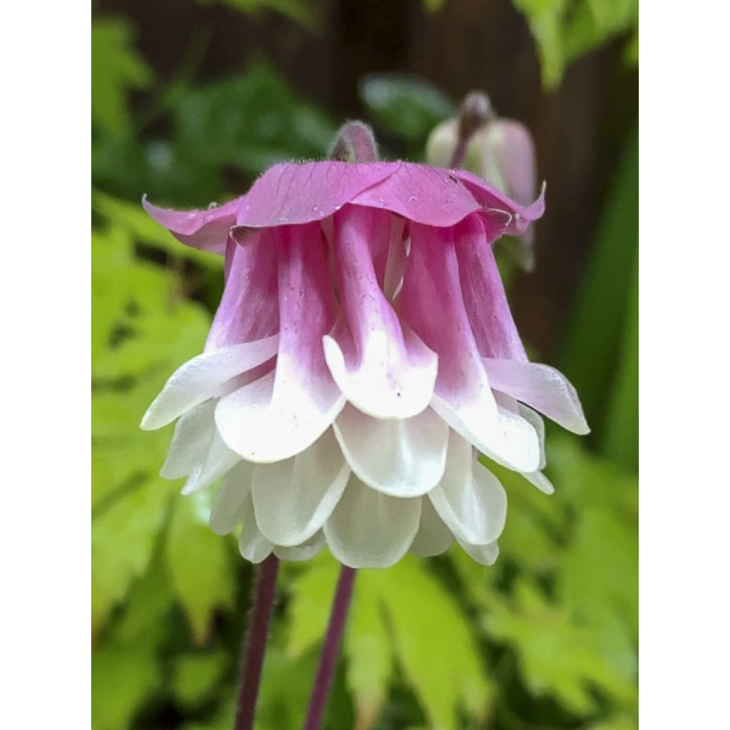 Graines d'ancolie des jardins Pink Petticoat - Aquilegia vulgaris