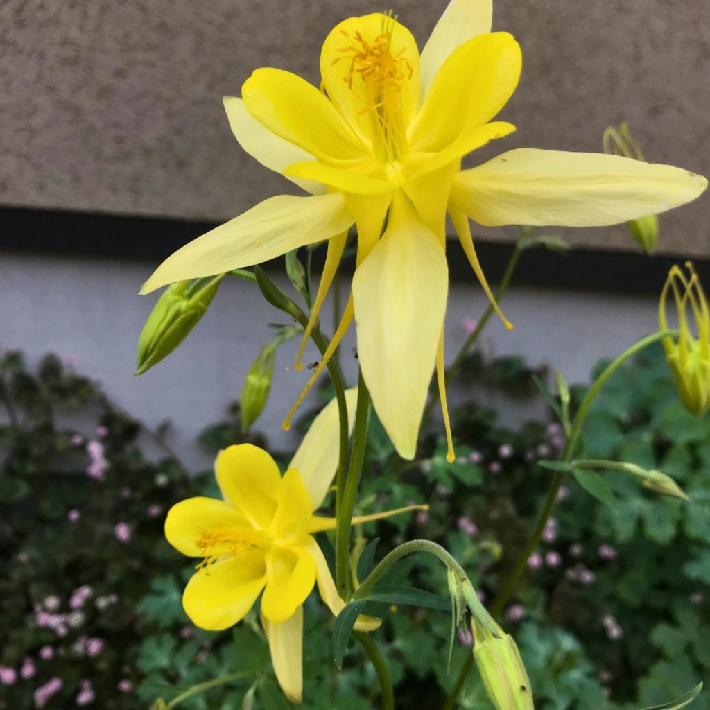 Ancolie Yellow Queen - Aquilegia chrysantha 