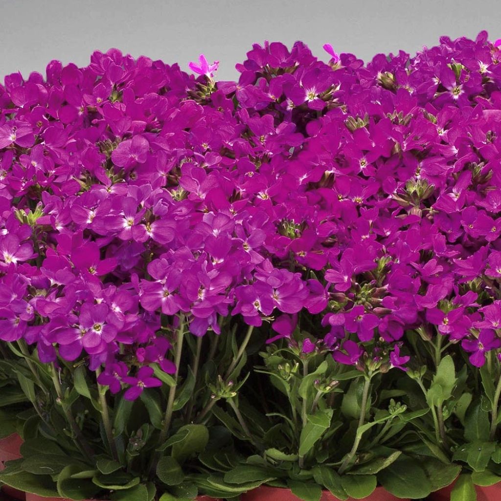 Arabis blepharophylla Rose Delight - Arabette de Californie
