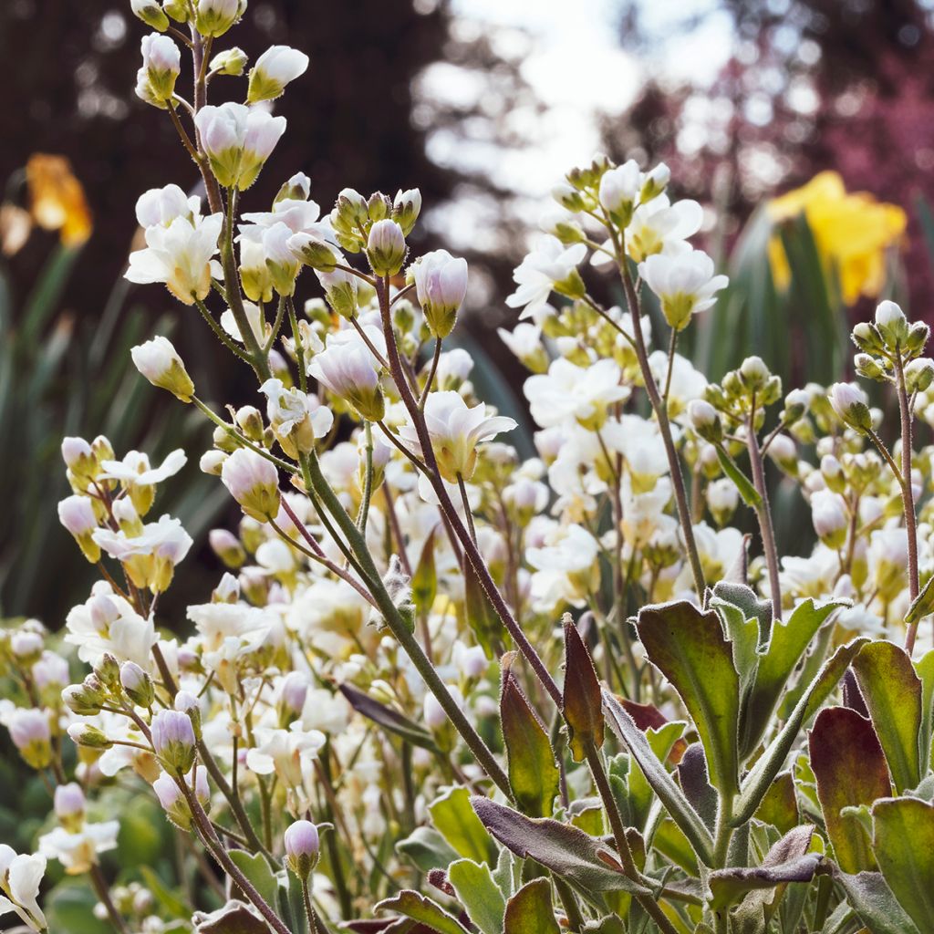 Arabis caucasica Plena - Corbeille d'argent