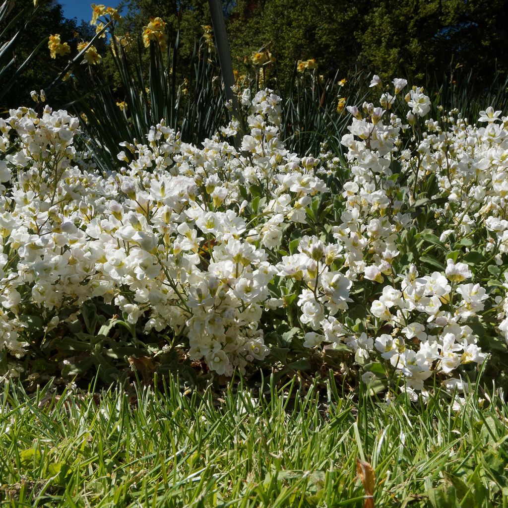 Arabis caucasica Plena - Corbeille d'argent
