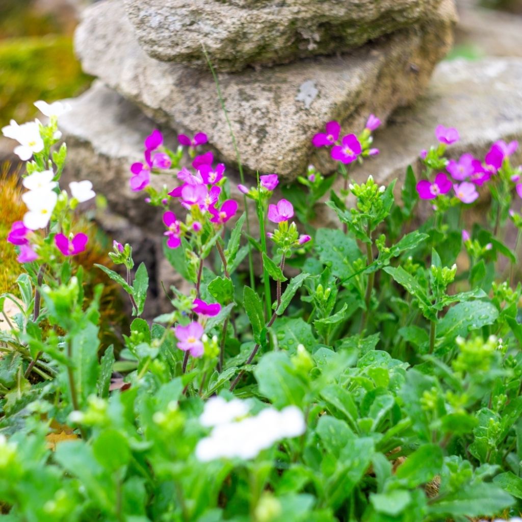 Arabis caucasica Pinkie - Arabette du Caucase