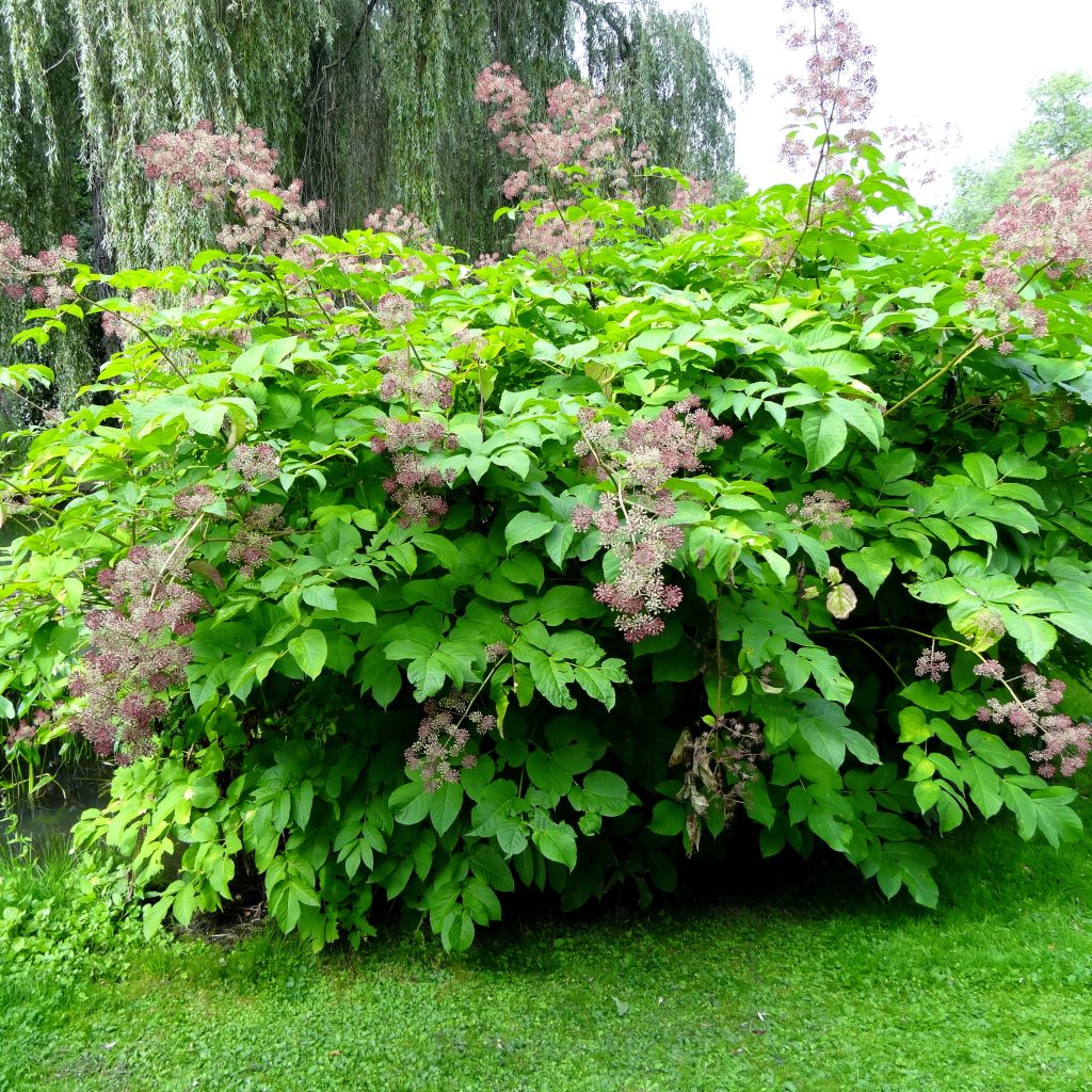 Aralia californica