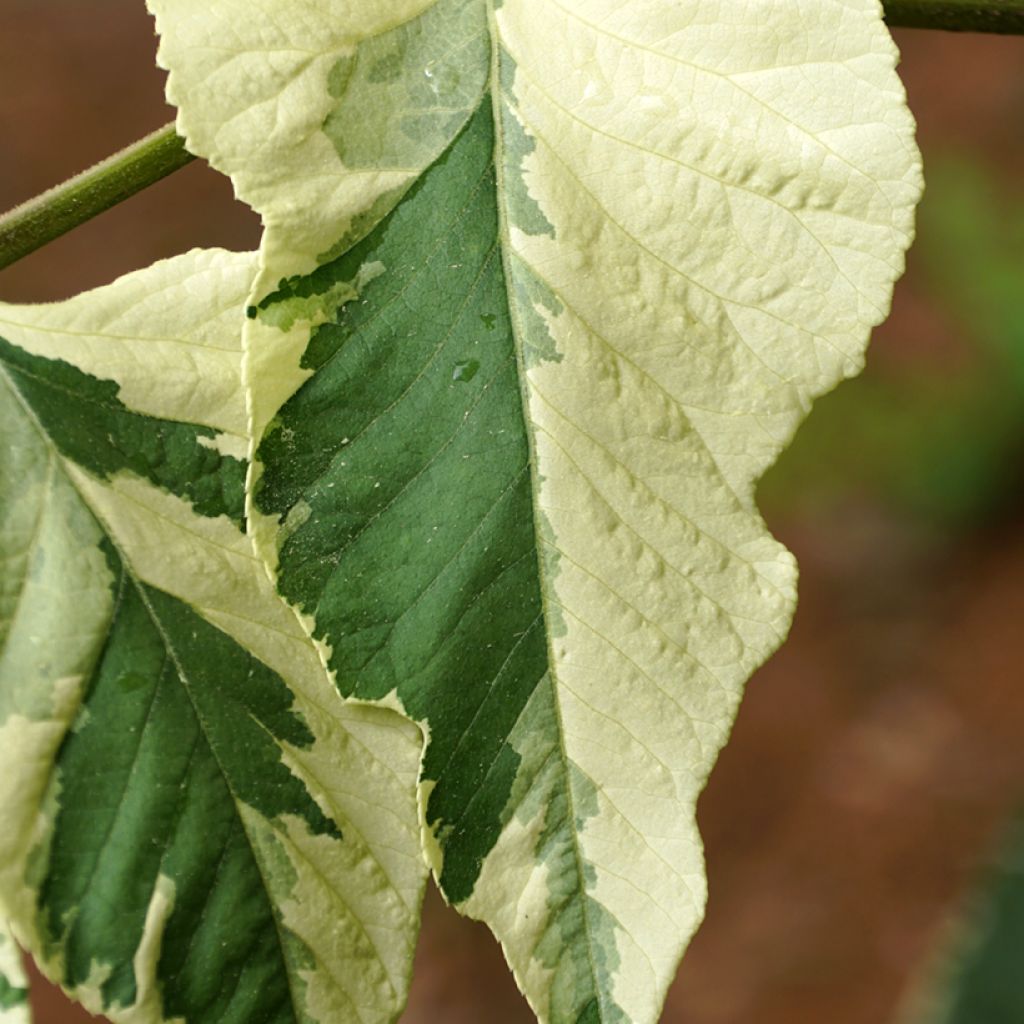Aralia elata Silver Umbrella - Angélique en arbre