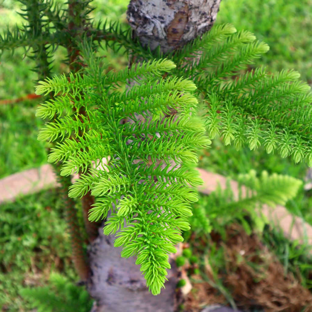 Araucaria heterophylla - Pin de Norfolk