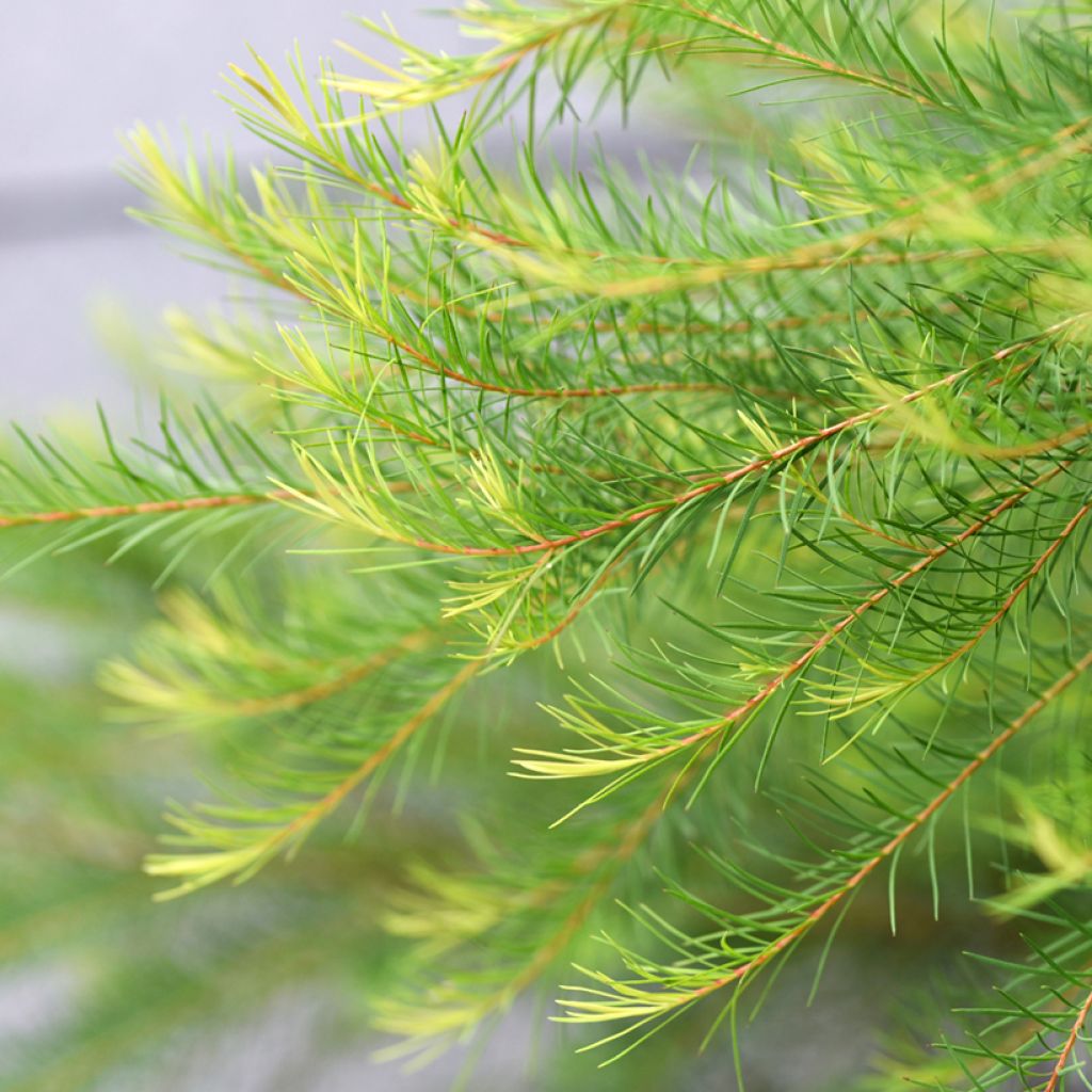 Melaleuca alternifolia - Arbre à thé