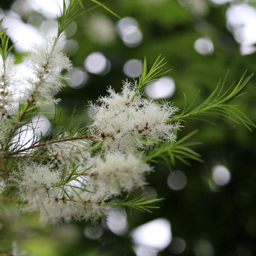 Melaleuca alternifolia - Arbre à thé