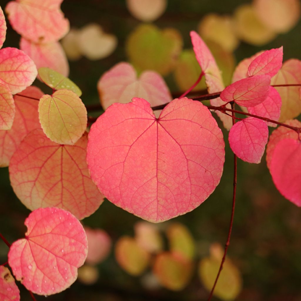 Arbre à caramel - Cercidiphyllum japonicum