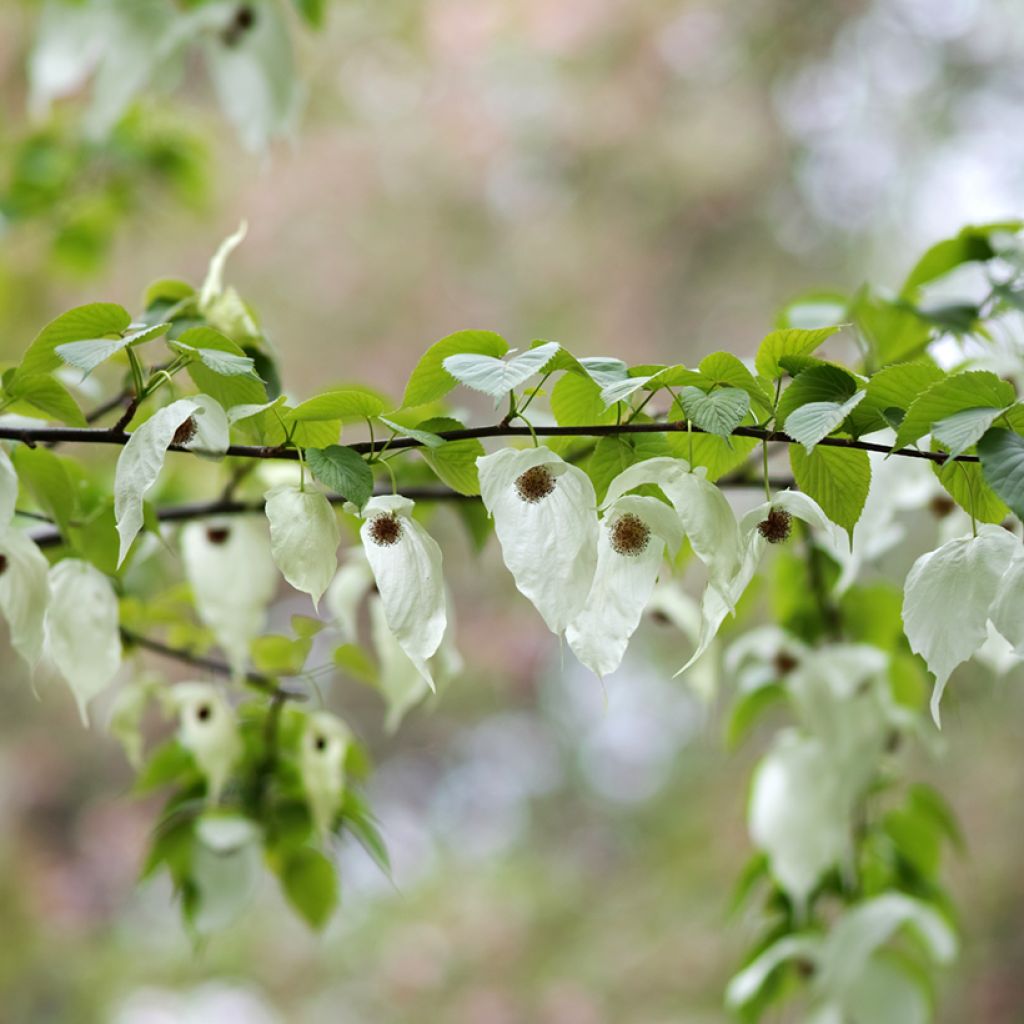 Arbre à mouchoir - Davidia involucrata
