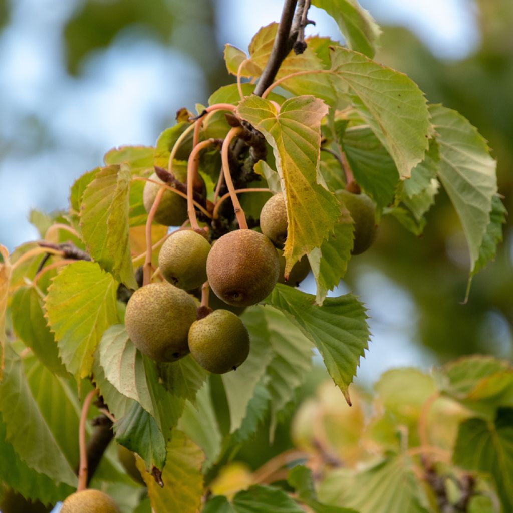 Arbre à mouchoir - Davidia involucrata