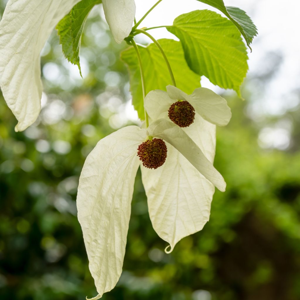 Arbre aux mouchoirs - Davidia involucrata var. vilmoriniana