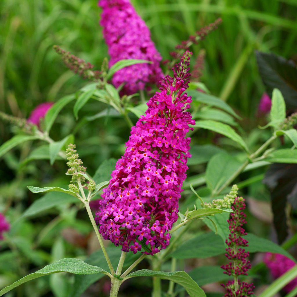Buddleia Miss Ruby - Buddleia nain