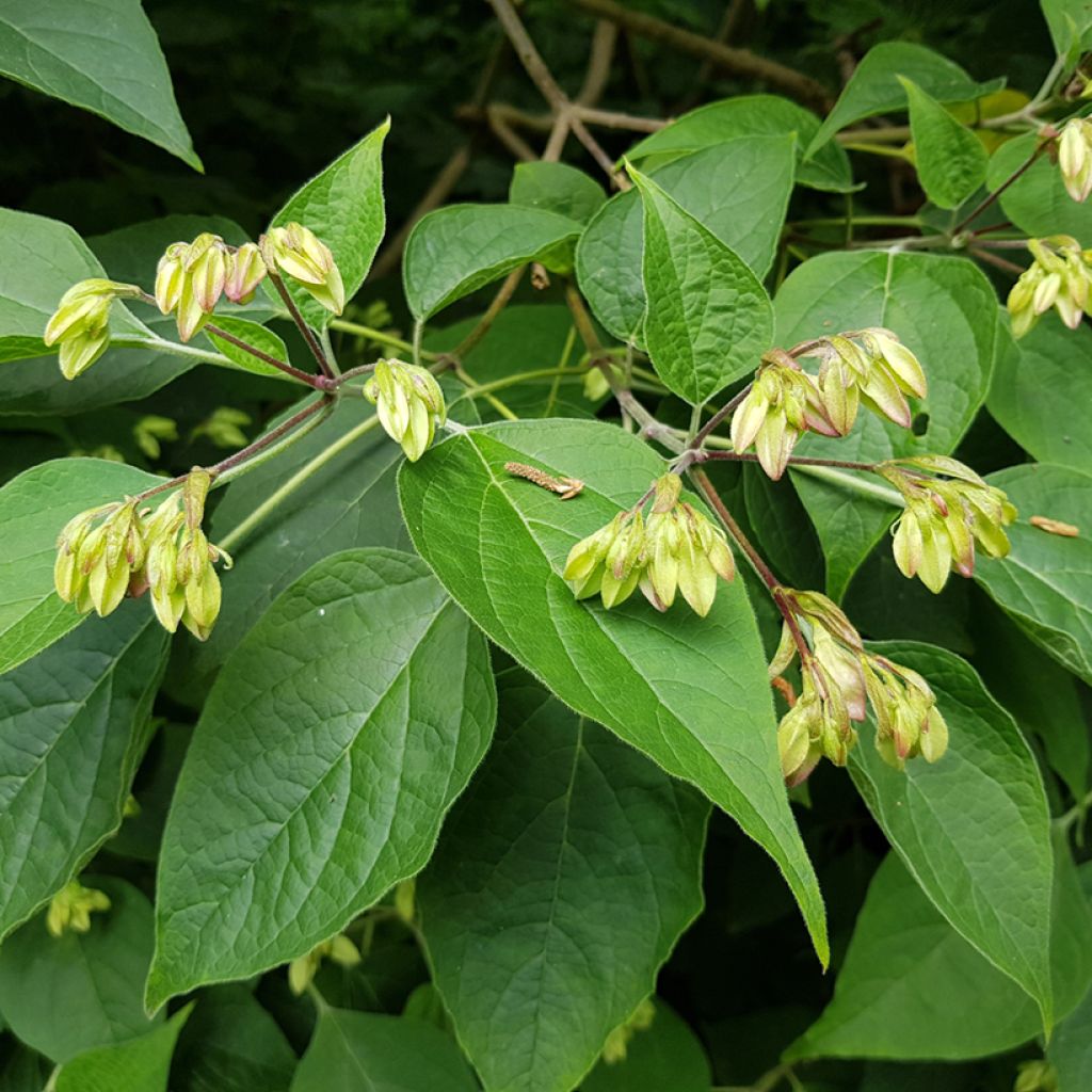 Arbre du clergé Fargesii - Clerodendrum trichotomum Fargesii