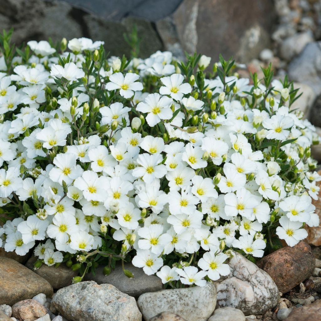 Arenaria montana - Sabline des Montagnes
