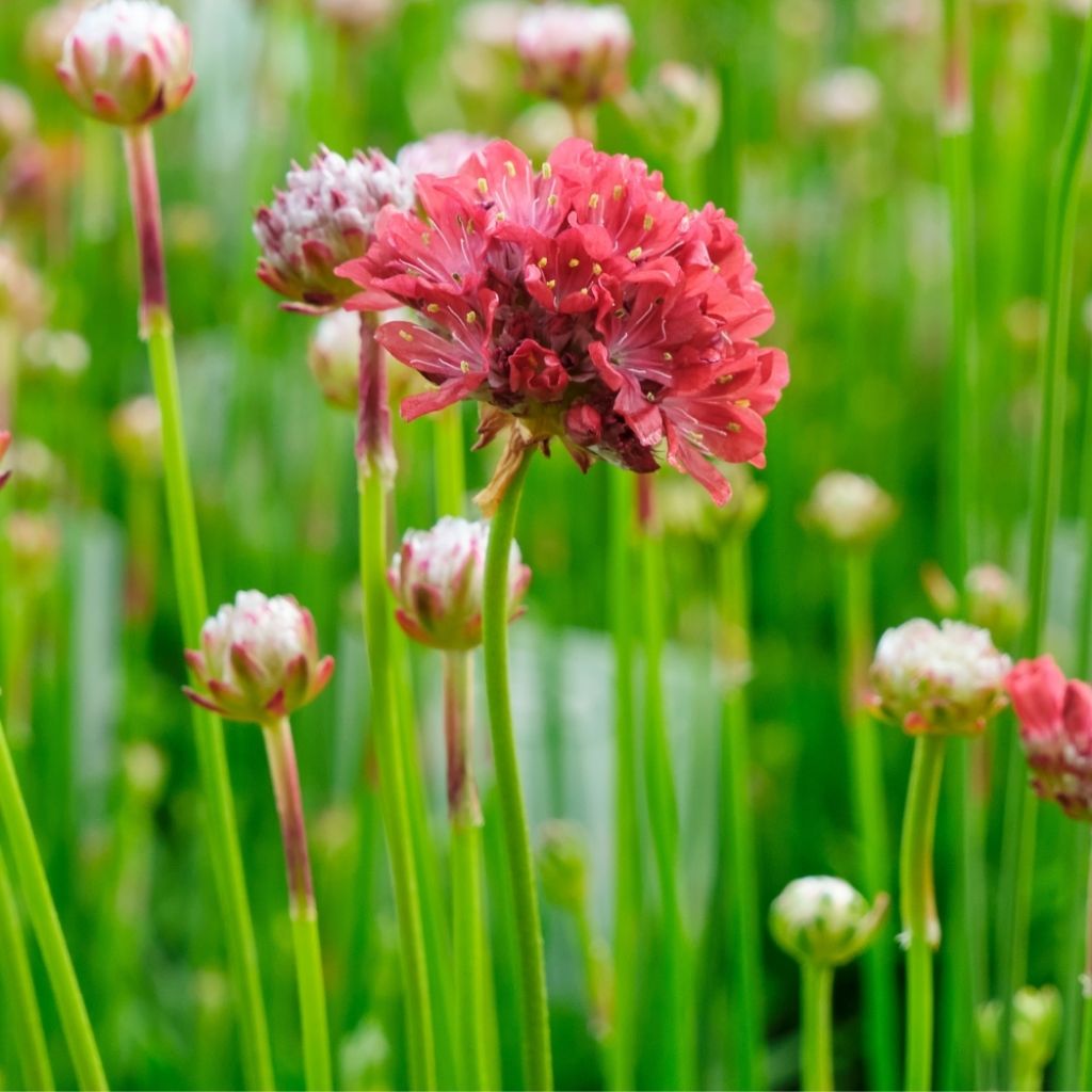 Armeria pseudarmeria Ballerina Red - Gazon d'Espagne.
