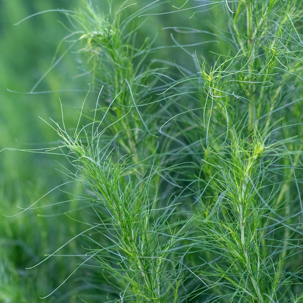 Armoise - Artemisia capillaris